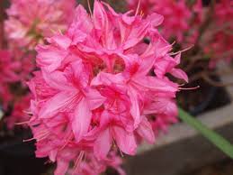 Five foot plants are covered in gorgeous white blooms with pink marbling and yellow highlights. Rhodos Azaleas Knecht S Nurseries Landscaping