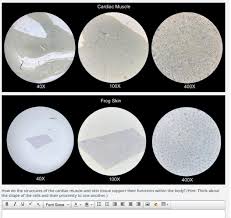 Operation of jury trials d. How Do The Structures Of The Cardiac Muscle And Skin Tissue Support Their Functions Within The Body Brainly Com