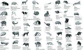 Mammals african lion (panthera leo), african wild dog (lycaon pictus), african cape buffalo. A N I M A L S I N A L P H A B E T O R D E R Zonealarm Results
