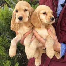 0535 030 70 70 cocker yavrusu 0535 030 70 70 cocker yavrusu kopek kopekseverler kopeksahiplendirme kopekyavrusu evcilha kopek evcil hayvanlar akita