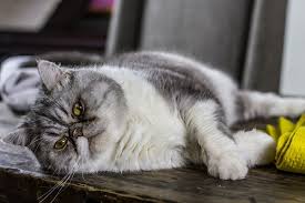 Kedi Rize Veteriner Bul Randevu Al