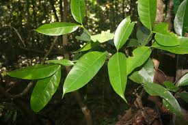 Image result for Malouetia bequaertiana