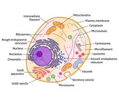 Gograph has the graphic or image that you need for as little as 5 dollars. 8 601 Animal Cell Vector Images Free Royalty Free Animal Cell Vectors Depositphotos