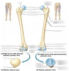 Image result for Patella aspera