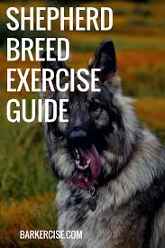 Shepherd Breed Exercise Guide German Shepherd Things For