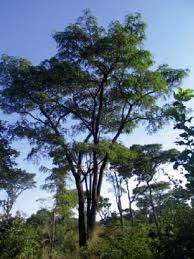Image result for Pterocarpus megalocarpus