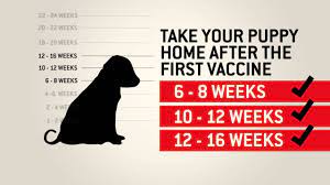 Puppies need to be vaccinated between six and nine weeks old. Understanding Dog Vaccinations Purina Youtube