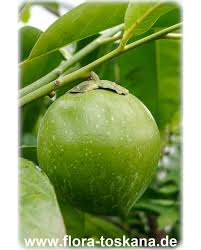 ✓ free for commercial use ✓ high quality images. Diospyros Digyna Black Sapote Chocolate Pudding Fruit Black Persimmon Flora Toskana