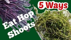 In belgium and holland, you can pay up to €1,000 (£720) a kilo of hop shoots: 5 Ways To Eat Hop Shoots How To Pick And Eat Hops In Spring Youtube