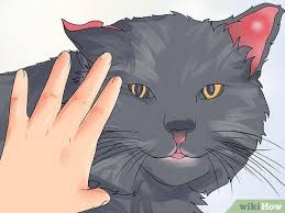 With a dog or cat ear hematoma, natural treatment might be possible but veterinary treatment can prevent long, uncomfortable healing time. How To Treat Ear Haematomas In Cats 15 Steps With Pictures