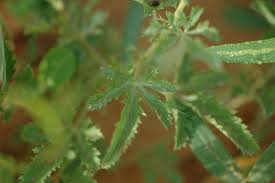 Image result for Ipomoea coptica