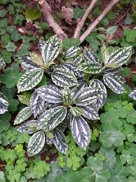 Image result for Pilea sublucens