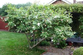If you want an absolute guarantee, buy a tree that already has flowers or flower buds on it. Magnolia Sieboldii Alchetron The Free Social Encyclopedia
