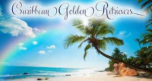 Caribbean Golden Retrievers In Puerto Rico Reputable Golden Retriever Breeder In Puerto Rico And Florida Golden Retriever Puppies