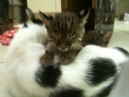 We are located in the upper right hand corner of alabama. A Sack Of Bobcat Kittens Zooborns