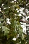 Image result for Ziziphus abyssinica