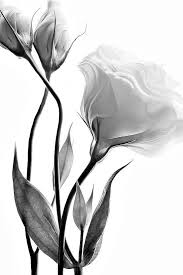 Black And White Flower Artwork Black And White Flower Black And White Flowers Black And White Drawing White Flowers
