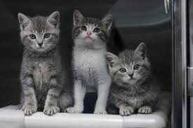 Enter your email address to receive alerts when we have new listings available for kittens free to good home uk. Adopt Kittens Available For Adoption Spca New Zealand