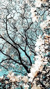 Pin On Beautiful Wallpaper Photography Wallpaper Flower Background Iphone Nature Wallpaper