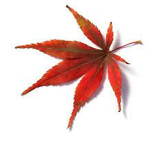 Red Leaf From Japanese Acer Maple Tree By Camille Wesser Maple Tree Tattoos Japanese Tattoo Willow Tree Tattoos