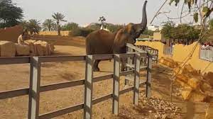 زيارة حديقة حيوان الرياض 2016 riyadh zoo youtube