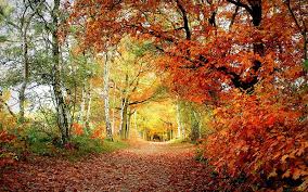 Autumn Trail