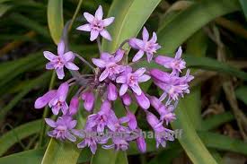 Image result for Tulbaghia fragrans