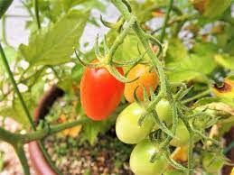 トマトは野菜か、果物か – 各国の定義と裁判の判決まとめ – | トマペディア