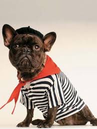 Features and shout outs available. Frenchman Costume How To Diy Dog Costumes Dog Costumes Pet Costumes