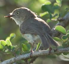 Image result for Newtonia