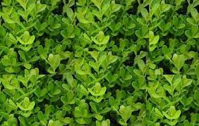 Image Result For الكتم Herbs Image Food