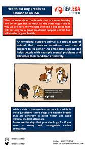 Top Healthiest Dog Breeds With Least Health Issues 1 3 Healthiest Dog Breeds Healthy Dogs Dog Breeds