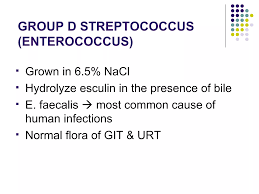 Image result for Group D Streptococcus