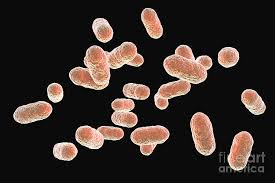 Image result for Porphyrostemma