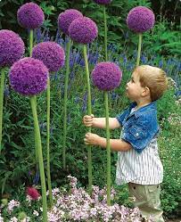 26 Incredible Diy Ideas For Your Backyard This Summer Architecture Design In 2020 Allium Flowers Planting Flowers Plants