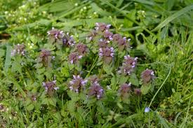 This lawn weed identification guide includes images, common and scientific names and descriptions to help you with weed id. What Are The Weeds With Purple Flowers Called Photos