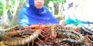Lipan bara moga sempurna mp3 duration 5:40 size 12.97 mb / iramaku 1. Cerita Ricky Raup Omzet Ratusan Juta Dari Jual Sate Lipan Ekspor Hingga Ke Vietnam Halaman All Kompas Com