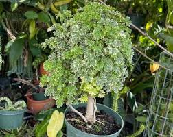 Image result for Polyscias fruticosa