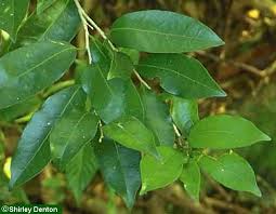 Image result for Drypetes