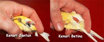 Ciri Jantan Dan Betina Pondok Kenari Bird Farm