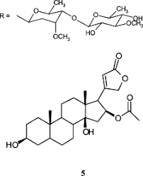 Image result for Cryptolepis hypoglauca