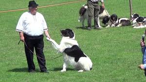 Their tail is particularly long and shaggy. CiobÄƒnesc Romanesc De Bucovina Bucovina Shepherd Dog Gura Humorului Bucovina Romania Youtube