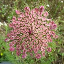 Image result for Daucus incognitus