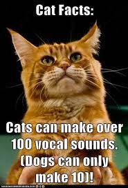 Cats Have More Than 100 Vocal Sounds While Dogs Have About 10 Who S Louder In Your Home Cat Facts Cats Funny Cat Memes