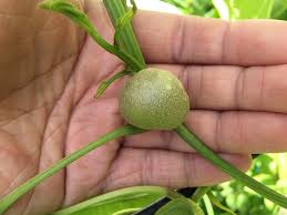 Image result for Dioscorea cotinifolia