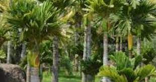 Виктор добронравов, лили, леонид басов и др. Anim Agro Technology Jenis Jenis Pokok Palma Di Malaysia