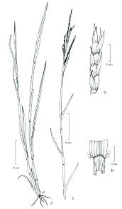 Image result for Hemarthria