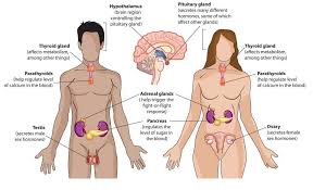 Endocrine system major glands and functions