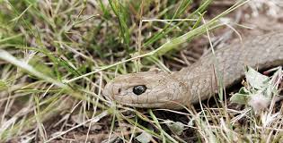 Au monde tout serpent confondu où le croiser un peu partout en australie les serpents du genre agkistrodon mocassins ont mauvaise réputation le. Top 10 Des Serpents Les Plus Dangereux Pour L Homme Vivre Demain