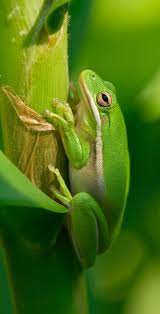 Green Tree Frog American Green Tree Frog Cute Frogs Green Tree Frog